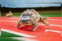 Bertie the fastest tortoise