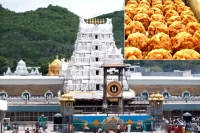 Srivari laddu prasadam to devotees begins today