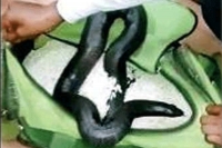 Indian two headed snake rescued by police from gang