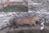 Leopard cat come face to face after falling in well in maharashtra