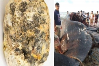 Fishermen find ambergris worth rs 10 crore inside carcass of a sperm whale