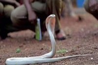 Guindy park gets rare white cobra