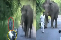 Elephant attack in west bengal gorumara national park lataguri