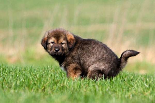 Interesting and crazy facts about dogs