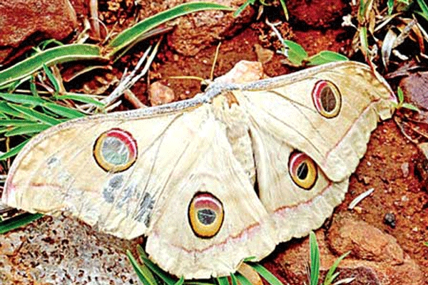 Forest department discovered new butterfly