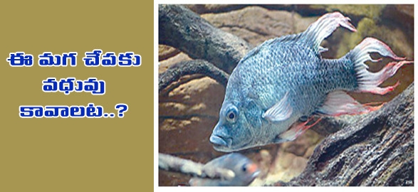 London zoo seeks female mate for near extinct fish