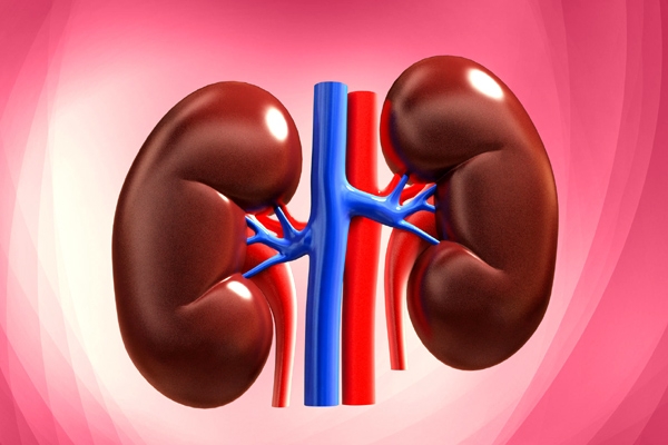 The healthy food items for kidneys which prevents diseases