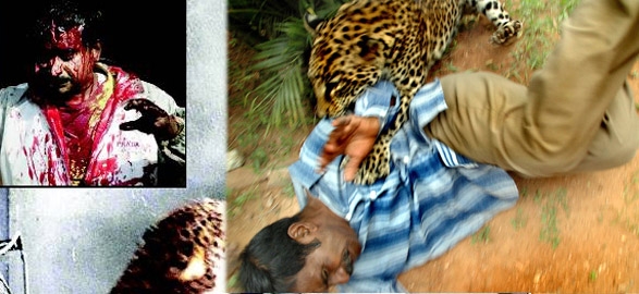 Cheetah attack in tirumala devotees volvo bus rally