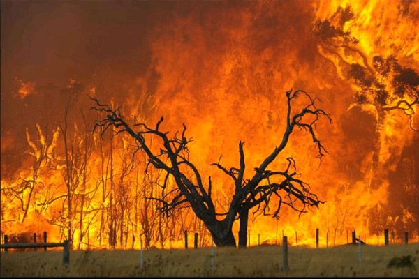 Fire on seshadri hill uncontrollable