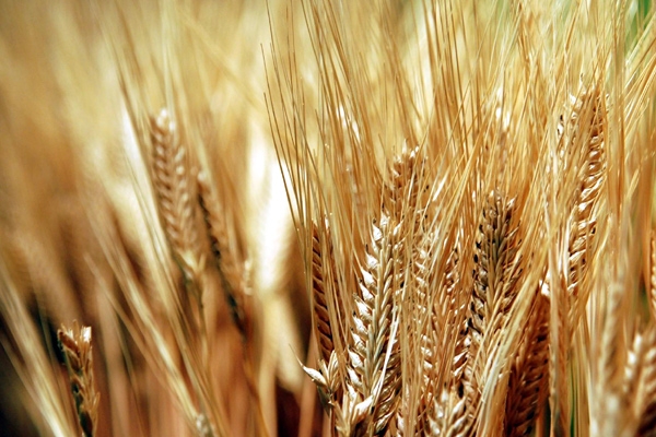 No plans to raise pds grain supply