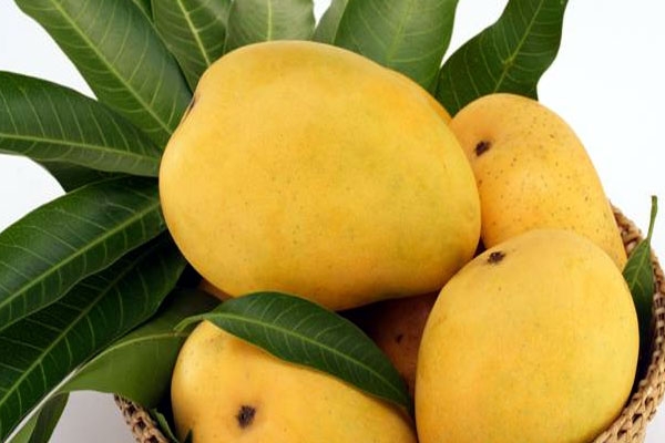 Mango fruits health benefits health diseases