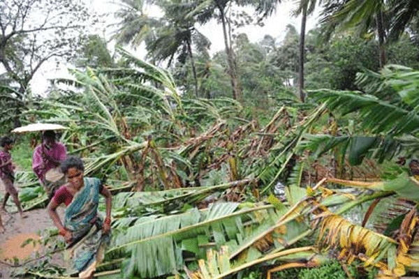 Enormous damage to paddy and bananas crops