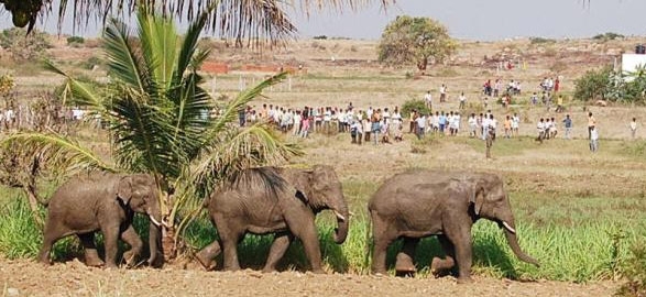 Elephant attack in two killed