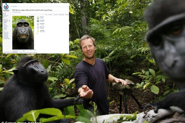 Wikipedia and photgrapher legal fight with black monkey photo