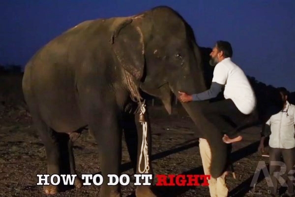 S s rajamouli teaches how to climb elephant