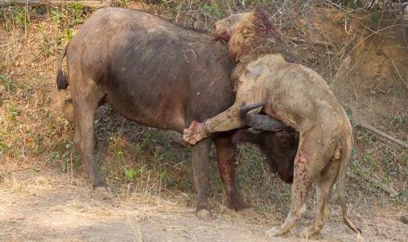 Big beasts scrap for an hour in brutal battle to the death