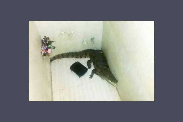 Crocodile came in to bathroom from the lake