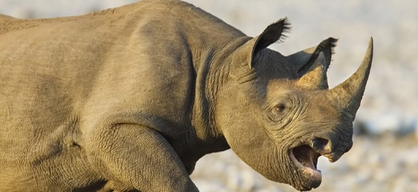 Rhino in vizag zoo came out to public place