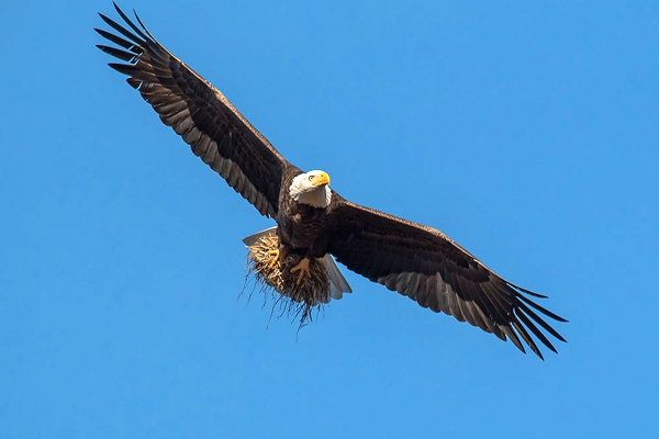 Talibans using birds as suicide bombers