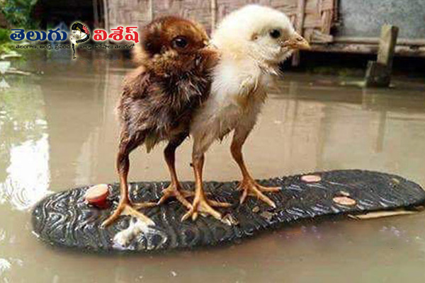 chicks on chappal