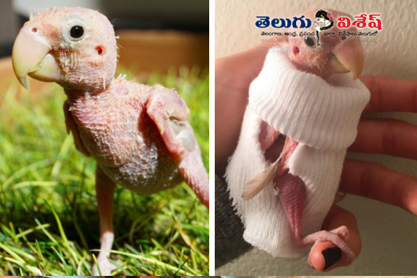 naked bird rhea