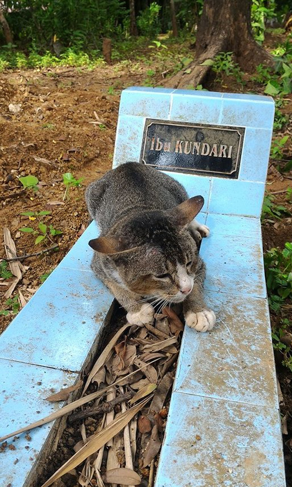 Indonesia cat owner's Grave