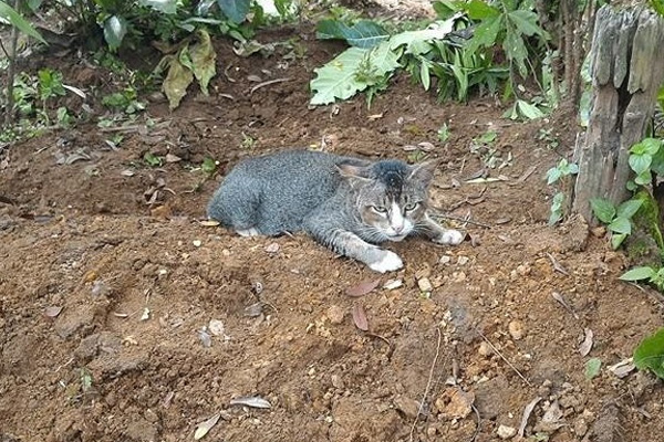cat at grave