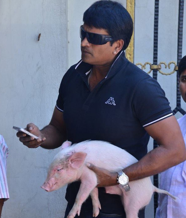 Ravi babu Pig Love